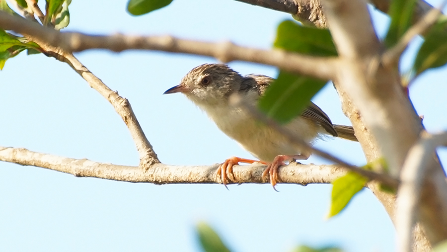Dikkuyruklu ötleğen
