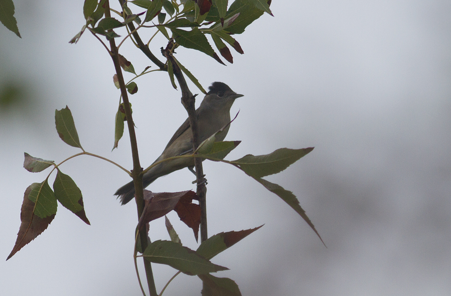 Karabaşlı ötleğen