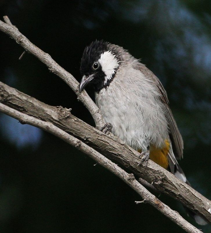 Akyanaklı arapbülbülü