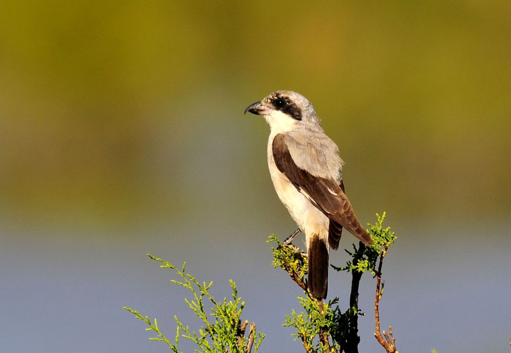 Karaalınlı örümcekkuşu