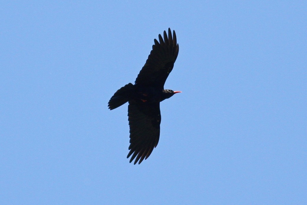 Kırmızıgagalı dağ kargası