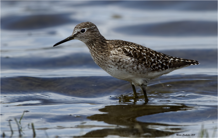 Orman düdükçünü