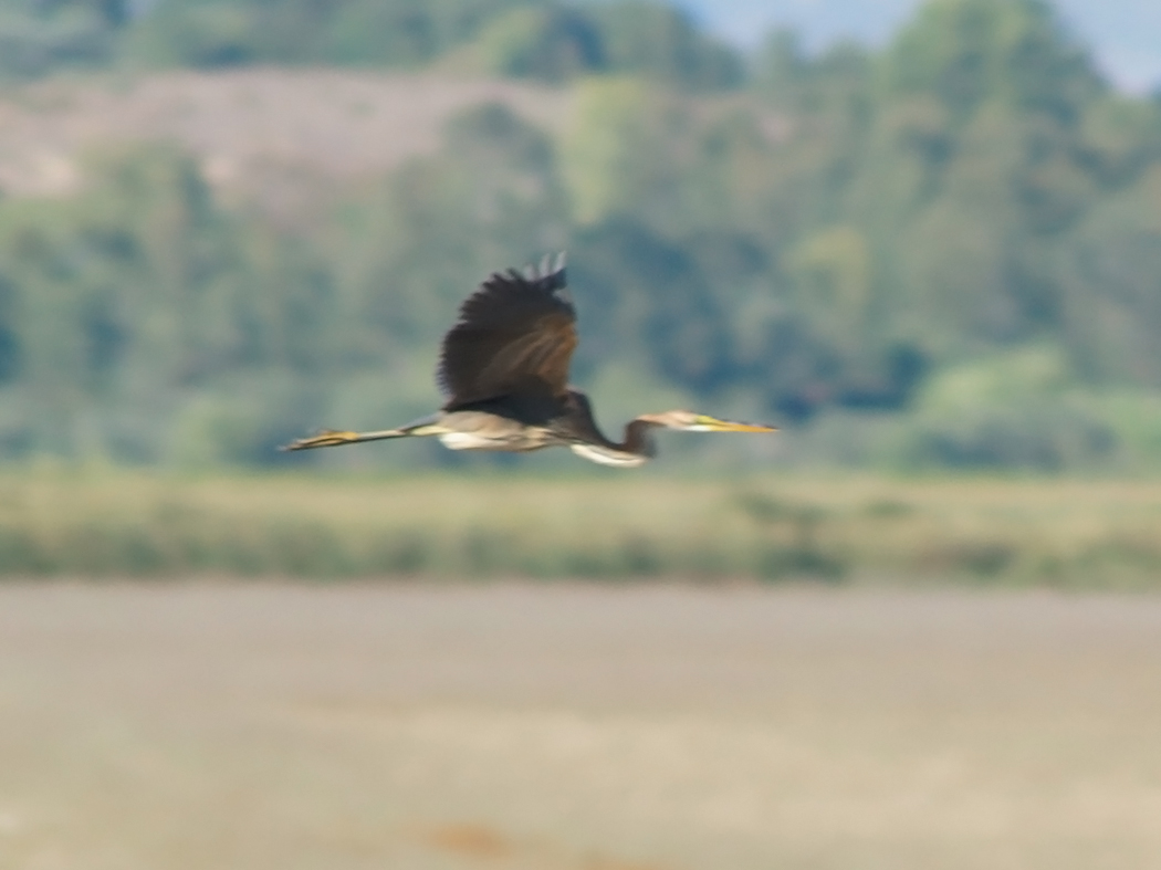 Erguvani balıkçıl