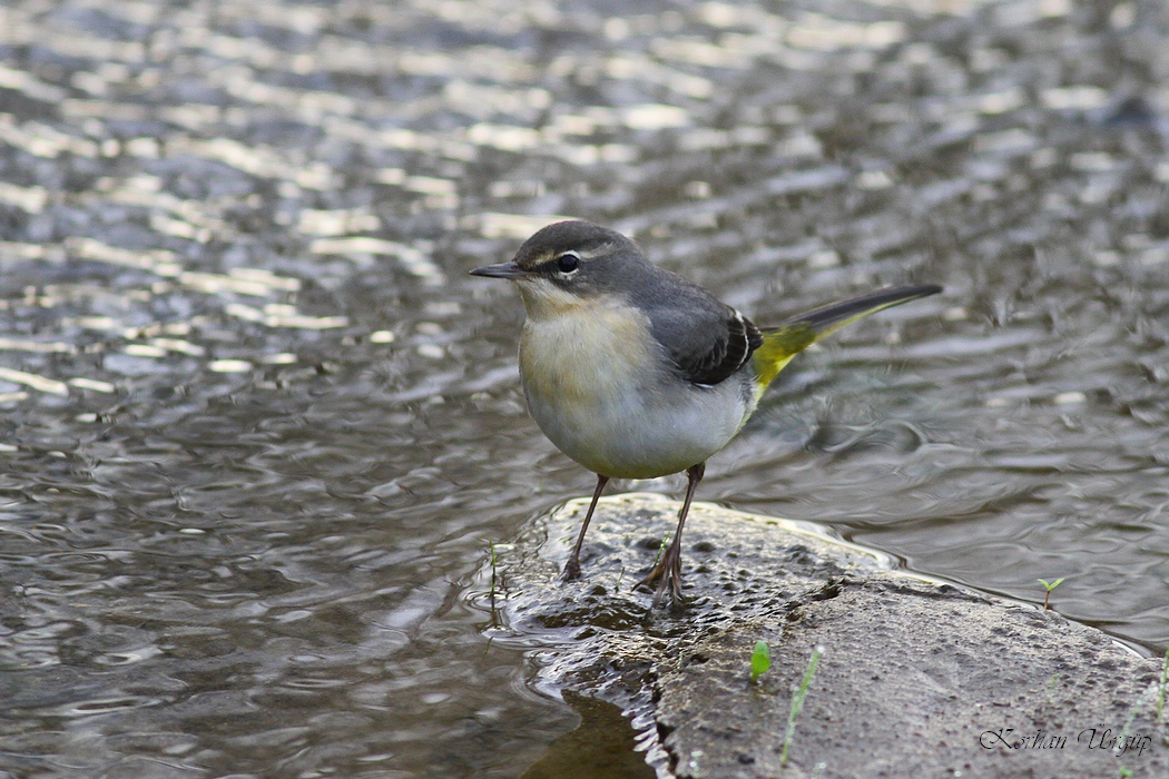 Dağ kuyruksallayanı