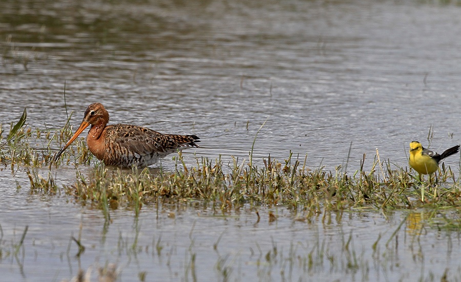 Sarıbaşlı kuyruksallayan