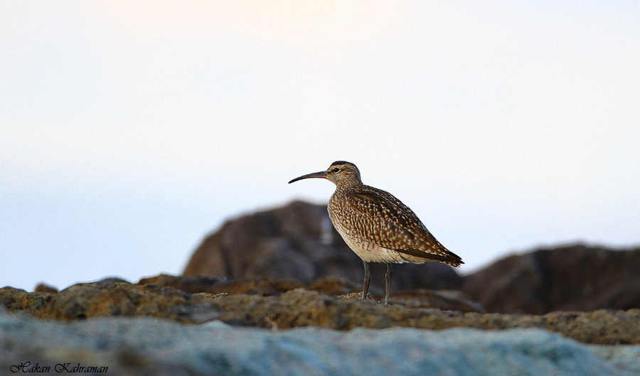 Sürmeli kervançulluğu
