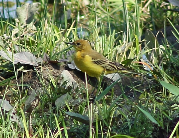 Sarı kuyruksallayan