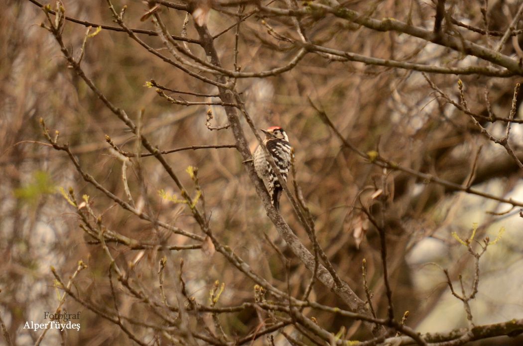 Küçük ağaçkakan