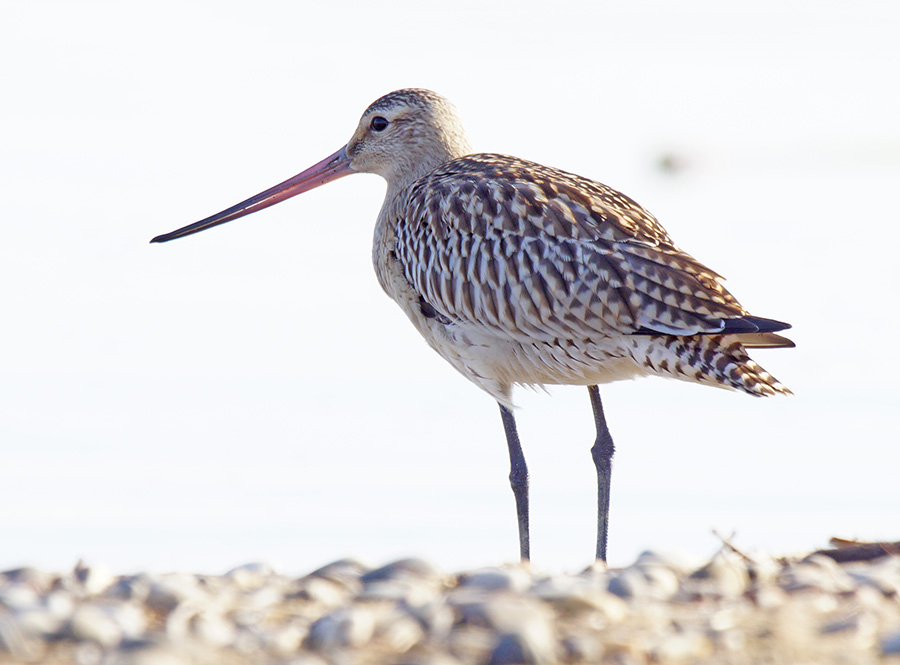 Kıyı çamurçulluğu