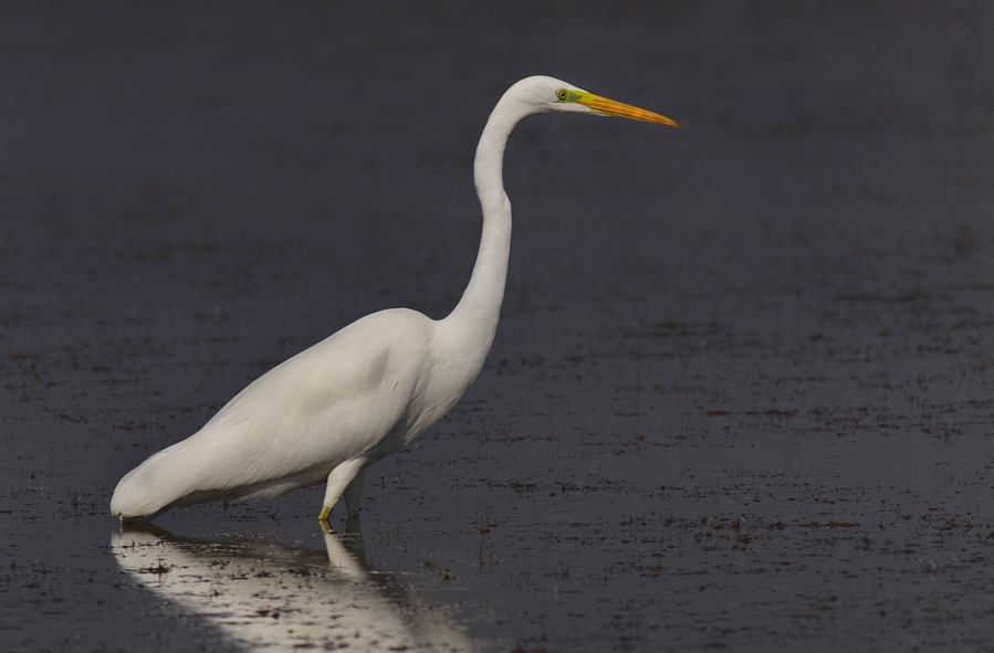 Büyük ak balıkçıl