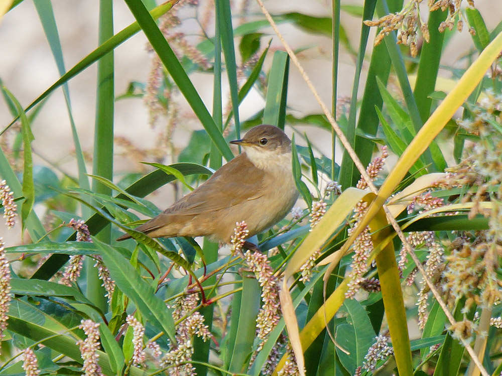 Bataklık kamışçını