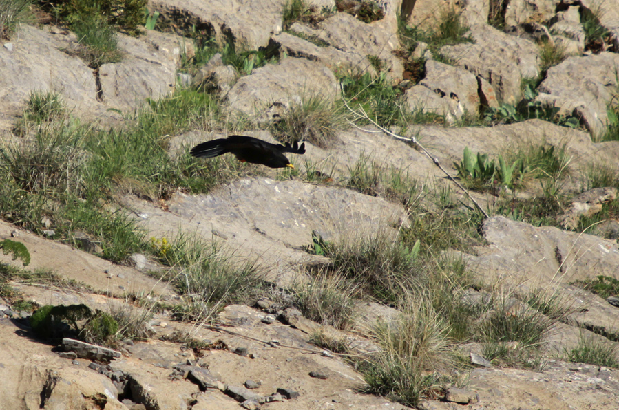 Sarıgagalı dağ kargası