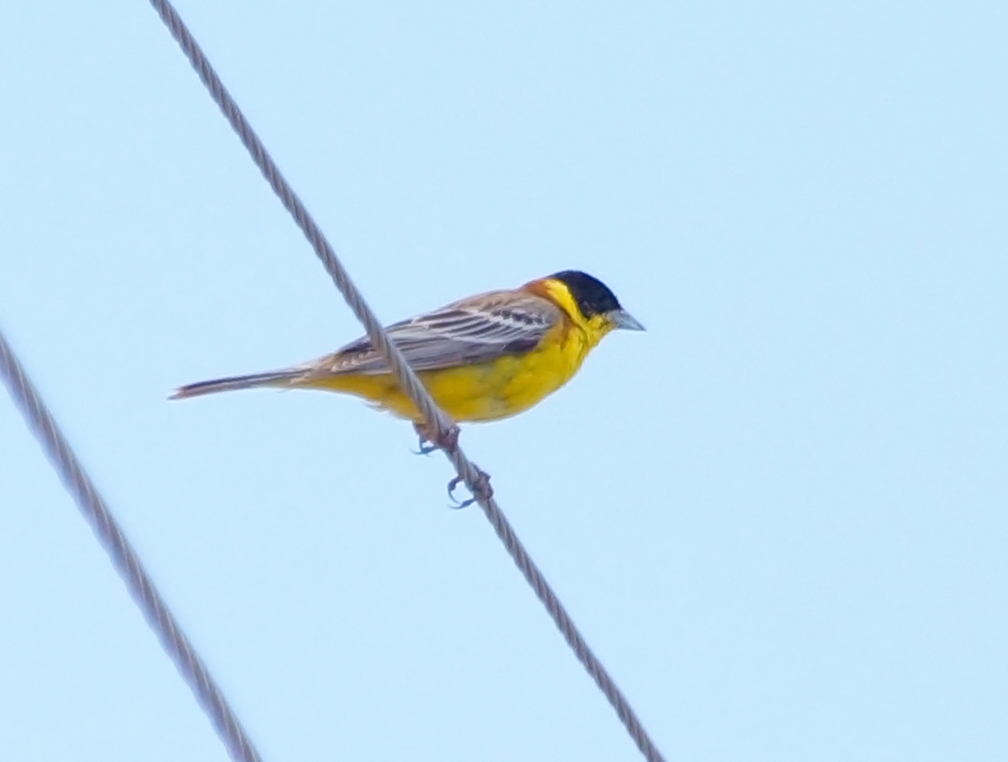 Karabaşlı kirazkuşu