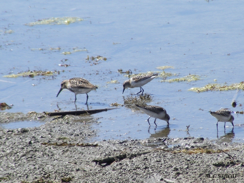 Karakarınlı kumkuşu