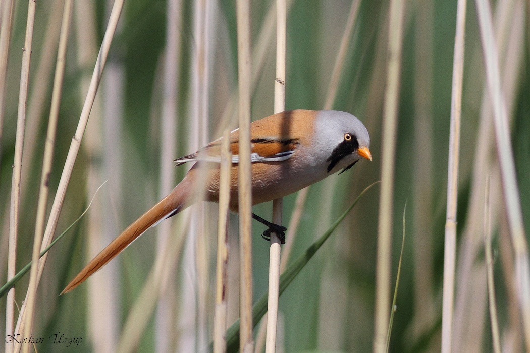 Bıyıklı baştankara
