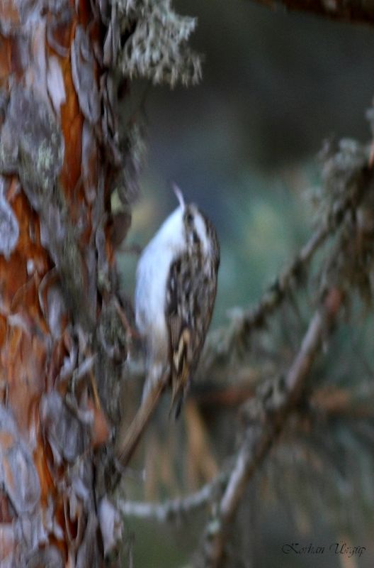 Orman tırmaşıkkuşu