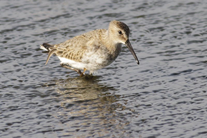 Karakarınlı kumkuşu