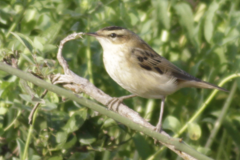 Kındıra kamışçını