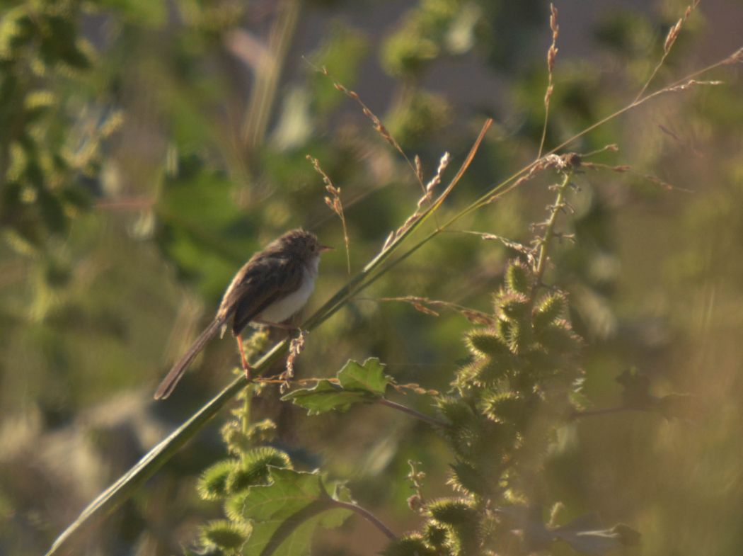 Dikkuyruklu ötleğen