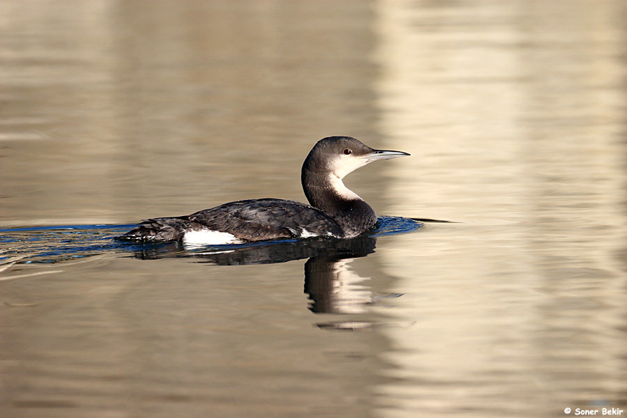 Karagerdanlı dalgıç