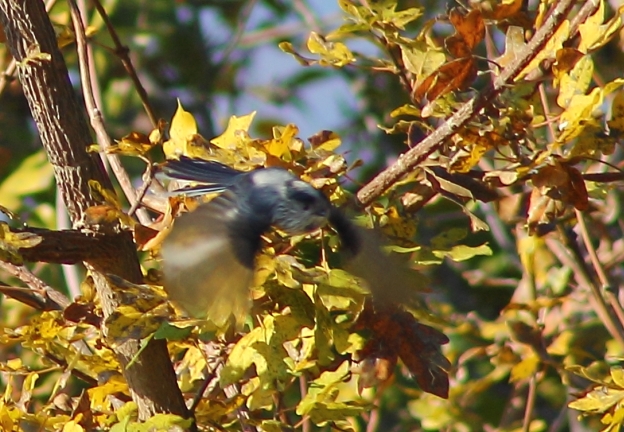 Uzunkuyruklu baştankara