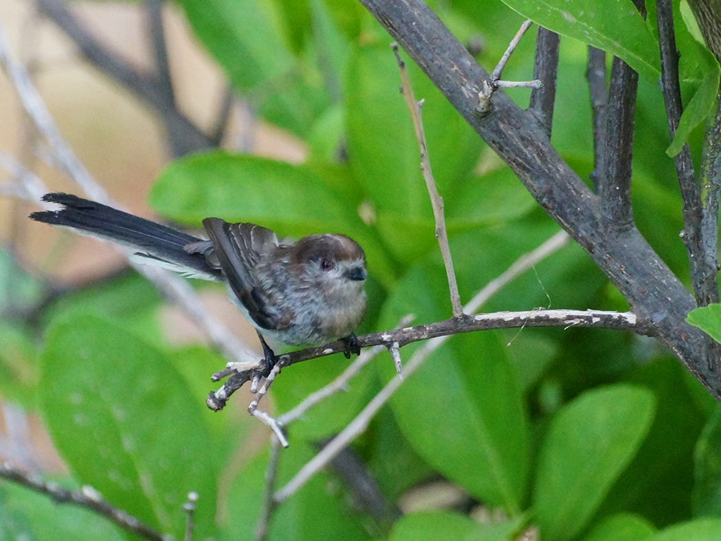 Uzunkuyruklu baştankara