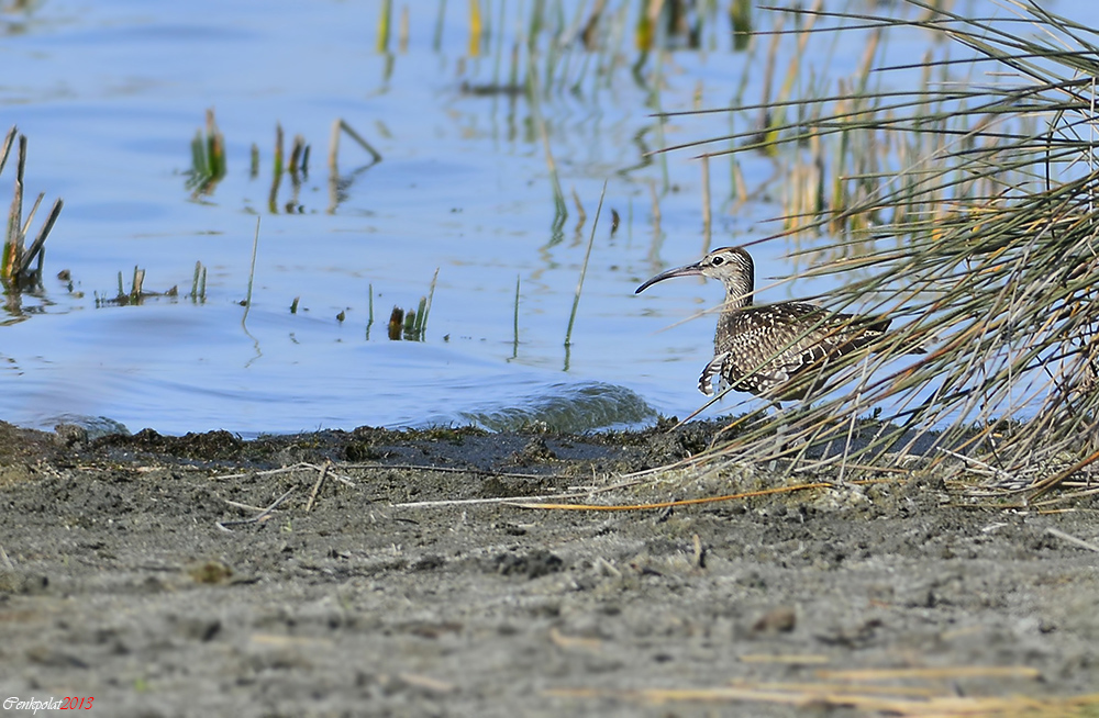 Sürmeli kervançulluğu
