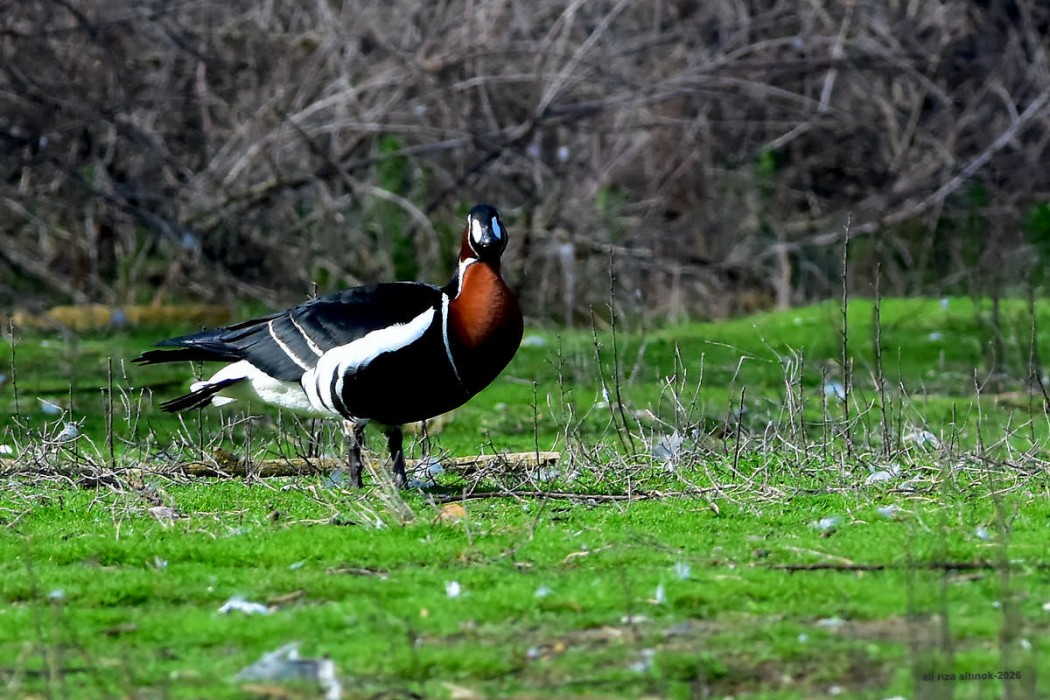 Sibirya kazı