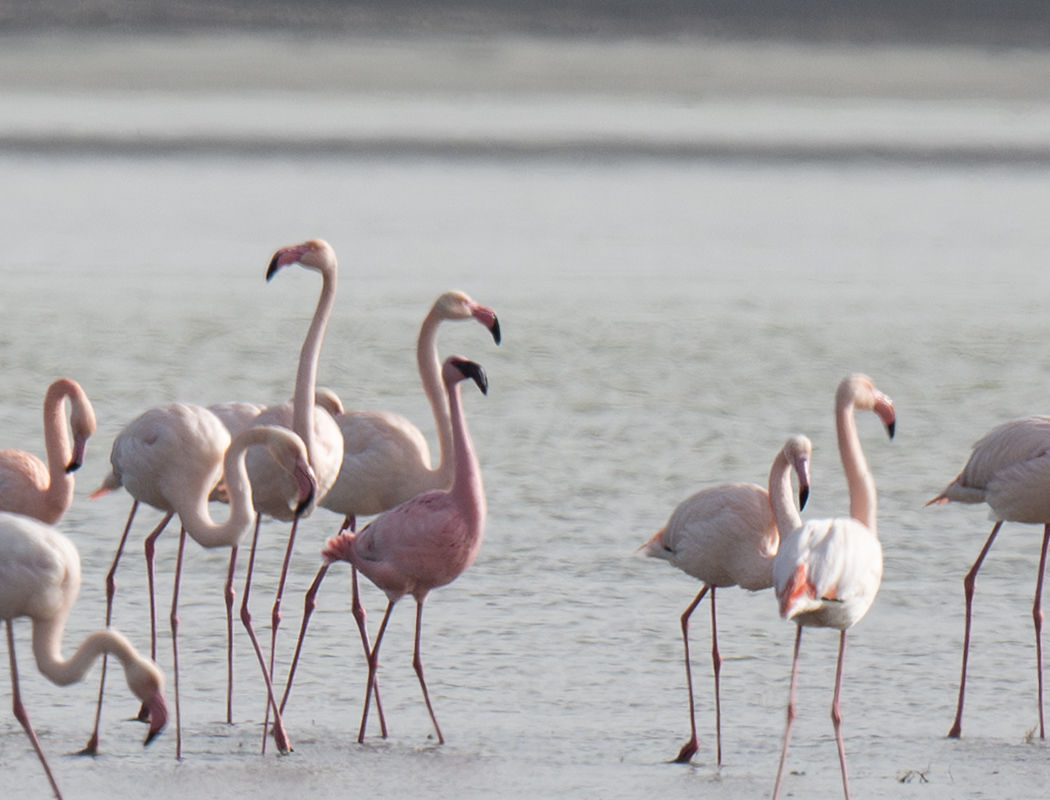 Küçük flamingo
