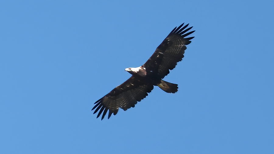 Şah kartal
