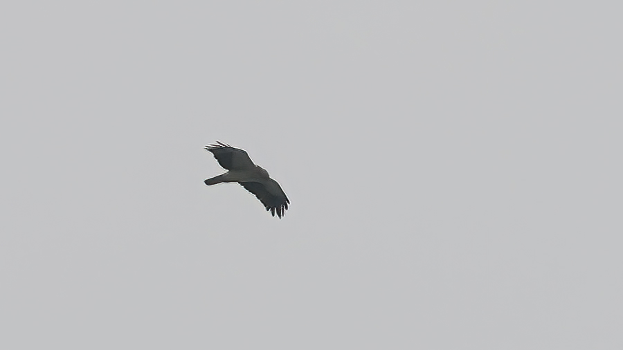 Küçük kartal