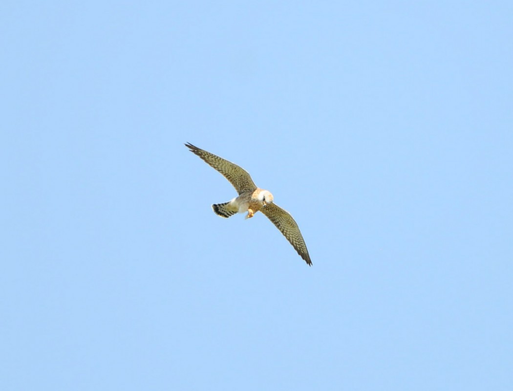 Ala doğan