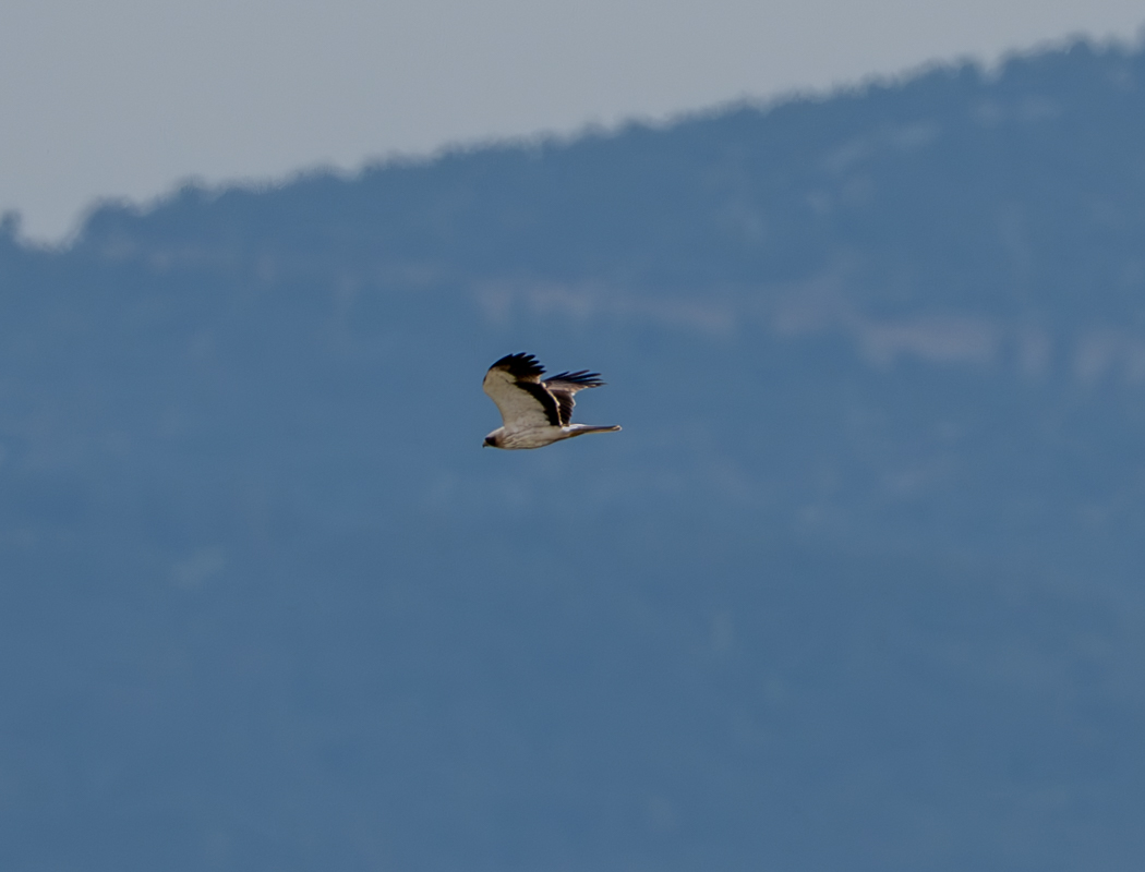 Küçük kartal