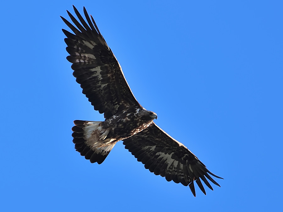 Kaya kartalı