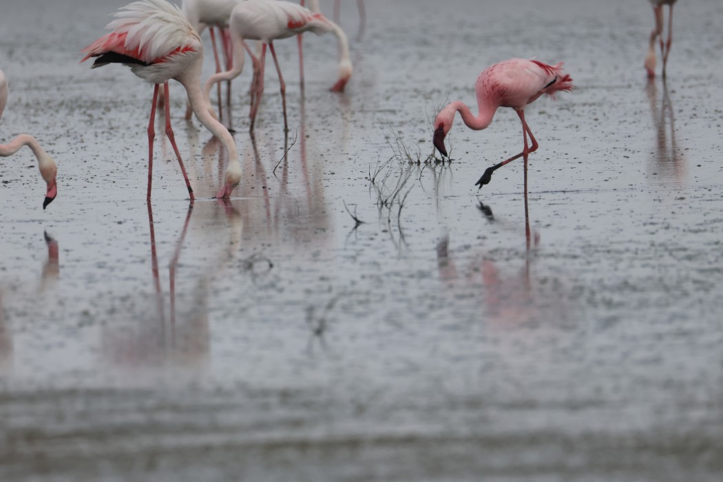 Küçük flamingo