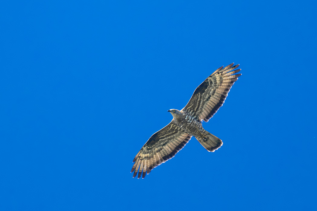 Arı şahini