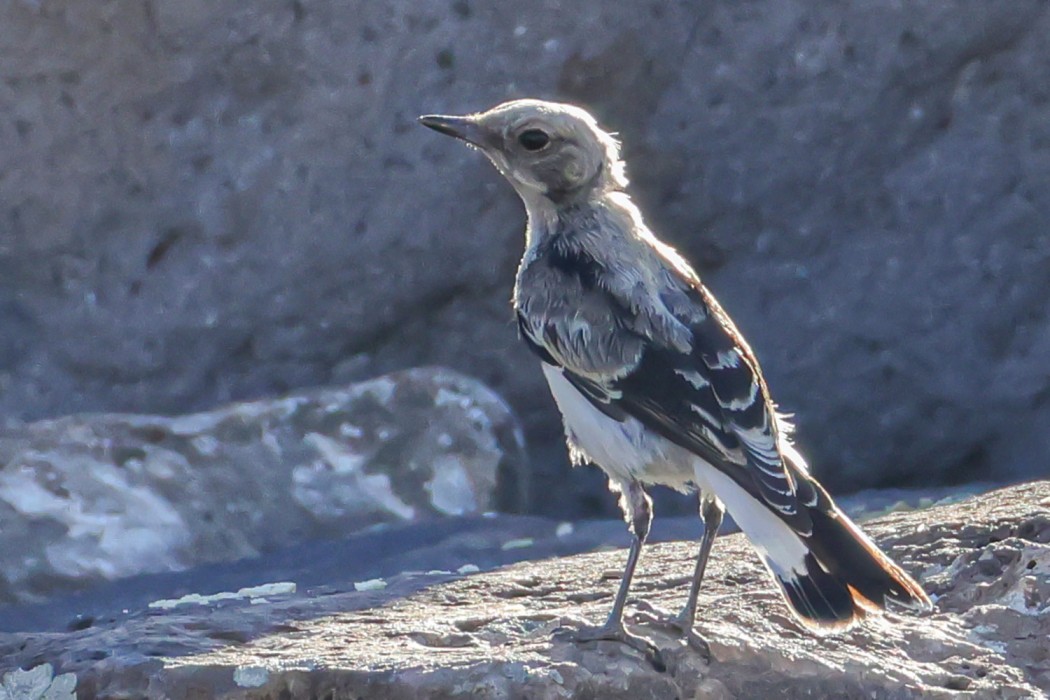Red-tailed Wheatear