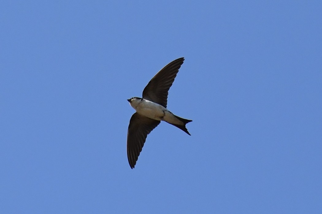Common House Martin