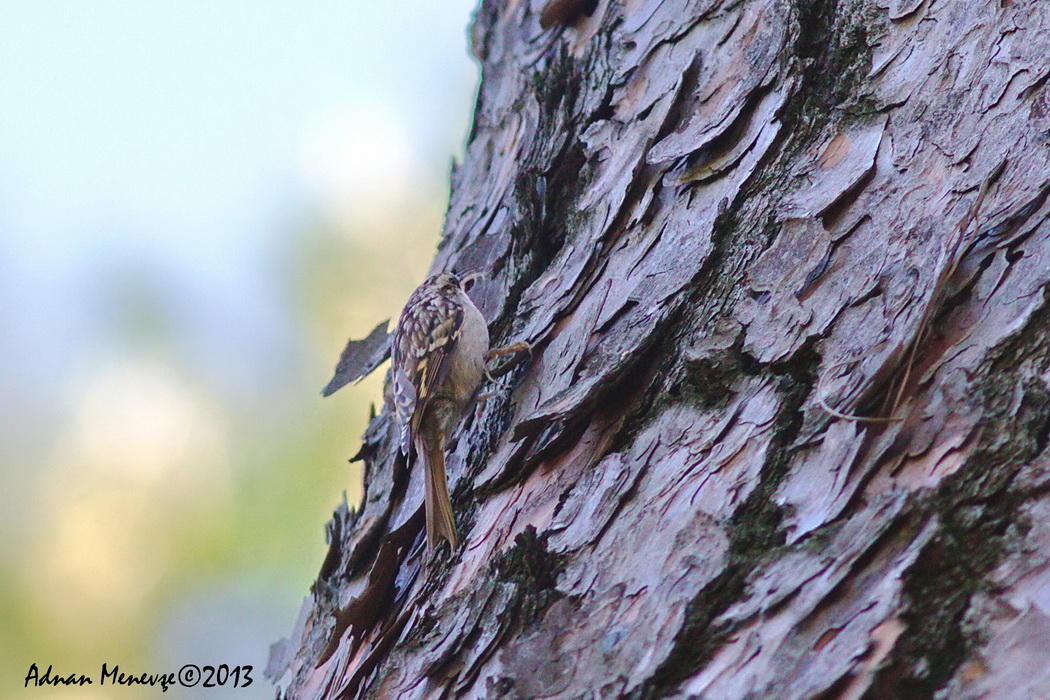 Bahçe tırmaşıkkuşu