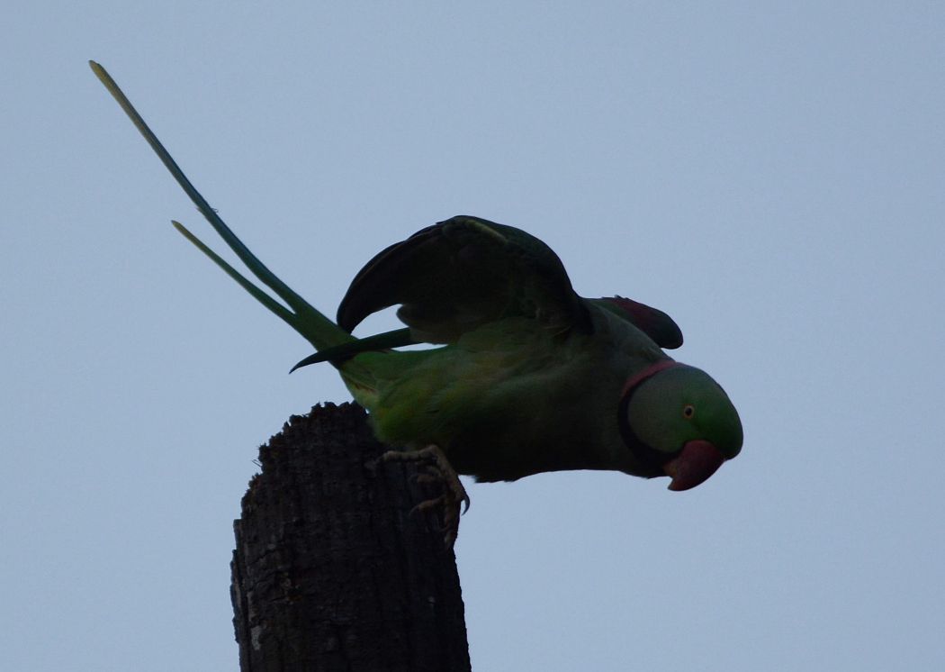 İskender papağanı