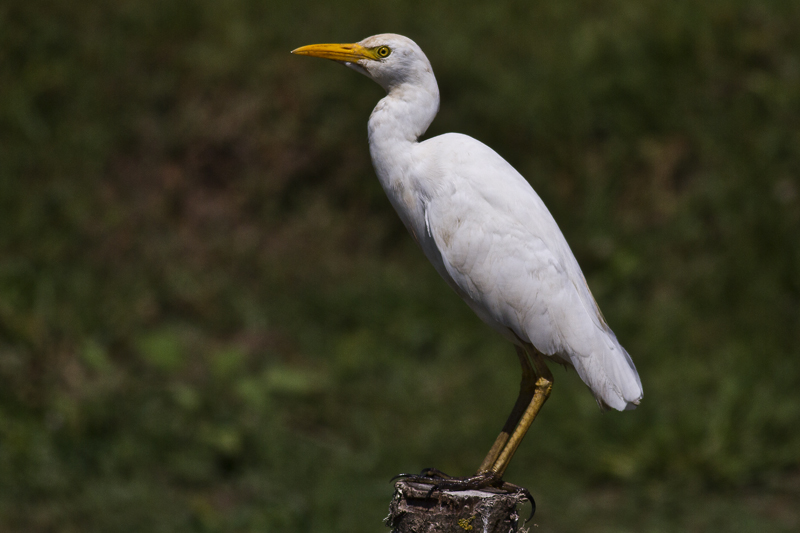 Sığır balıkçılı
