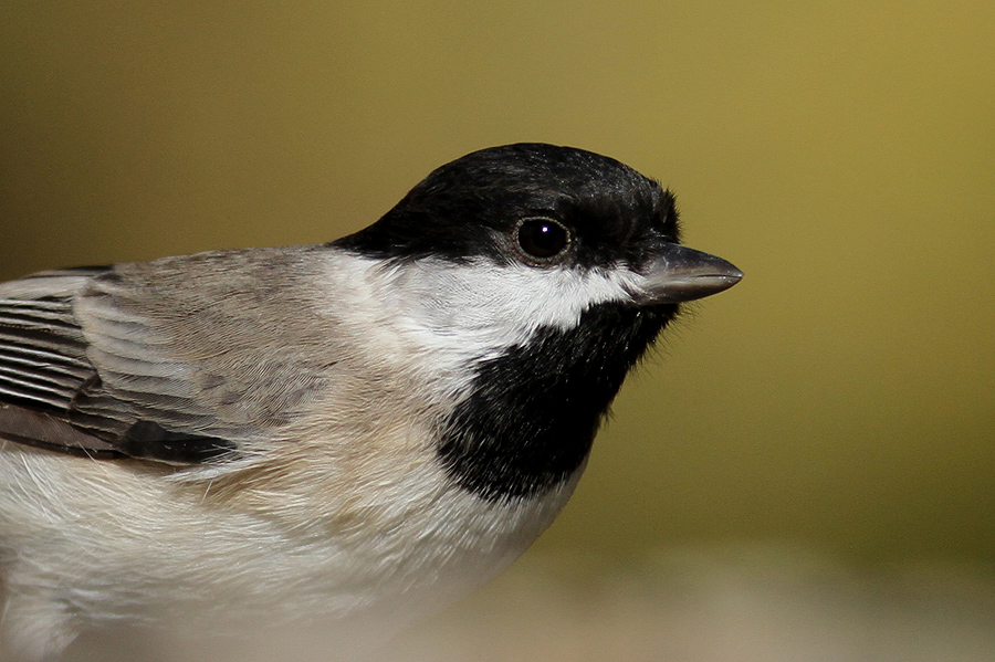 Akyanaklı baştankara