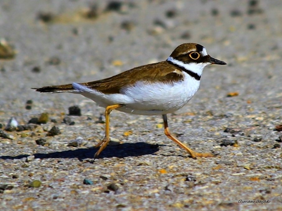 Halkalı küçük cılıbıt