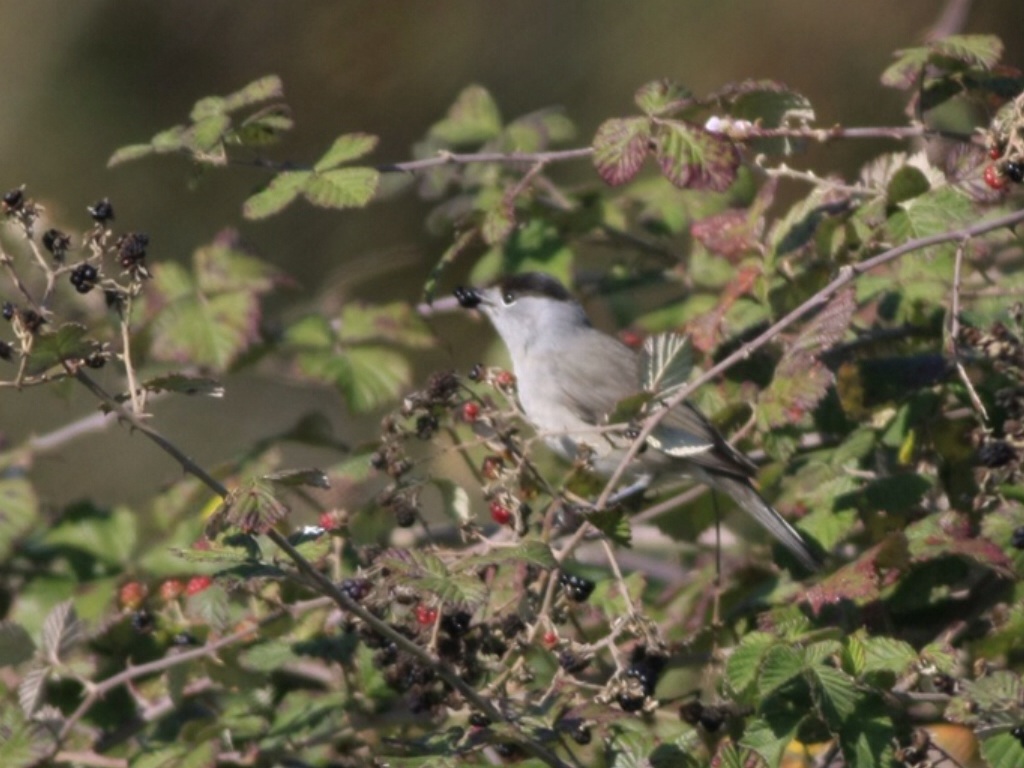 Karabaşlı ötleğen