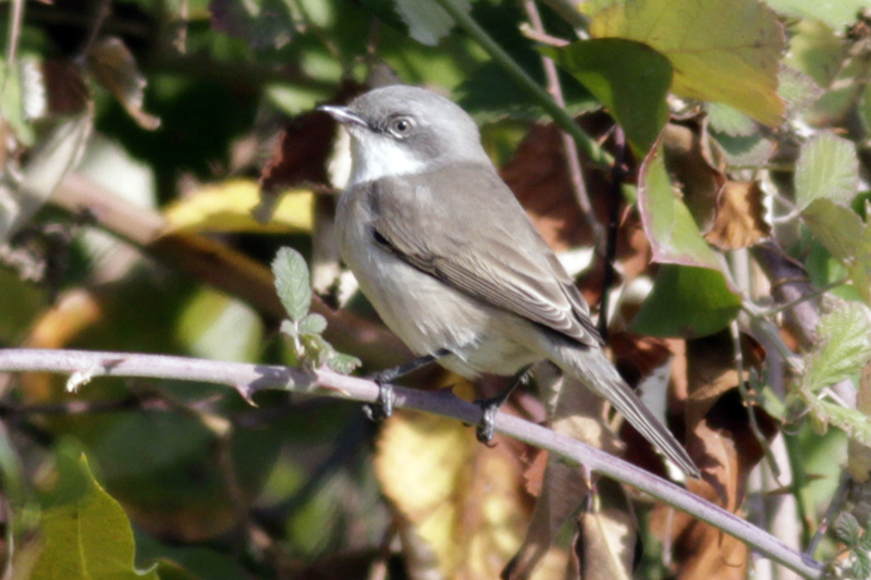 Küçük akgerdanlı ötleğen