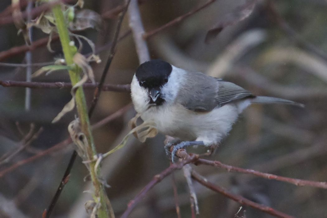 Kayın baştankarası