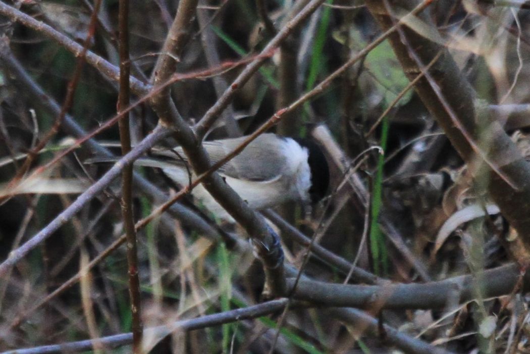 Kayın baştankarası