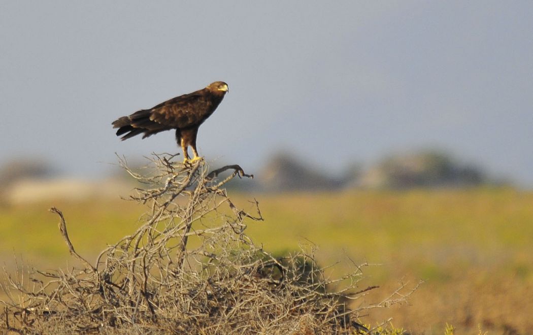 Küçük orman kartalı