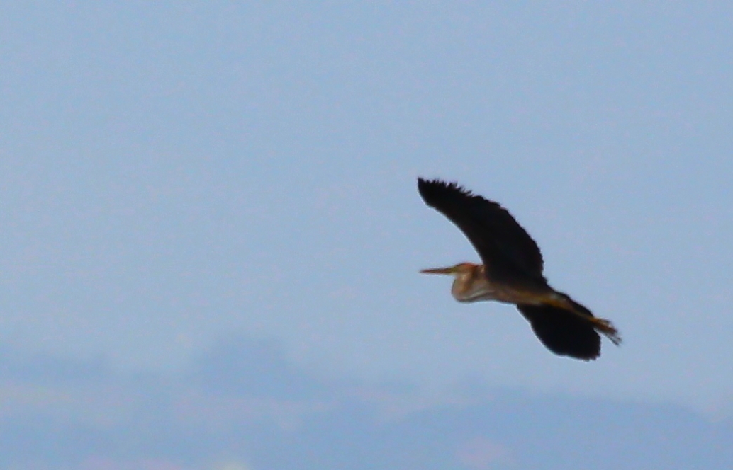 Erguvani balıkçıl