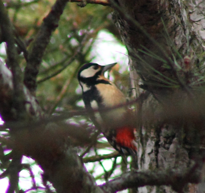 Orman alaca ağaçkakanı